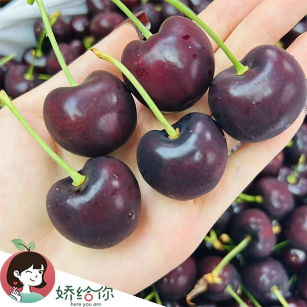 【顺丰包邮】美国空运Skeena 车厘子3J4J新鲜大果2-5斤装