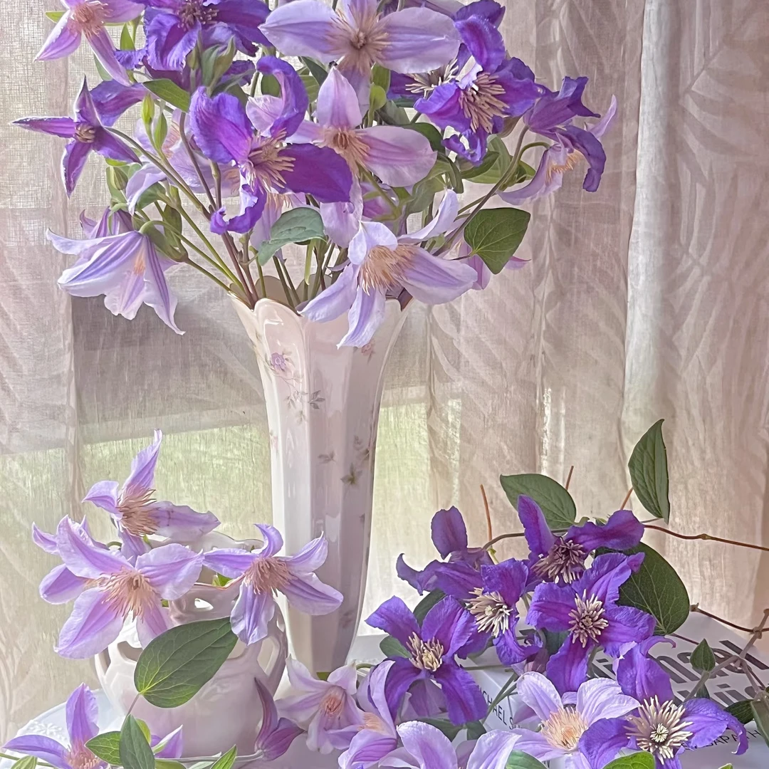 【一单不售后|铁线莲】稀缺小众高端花材 线条皇后  鲜切花