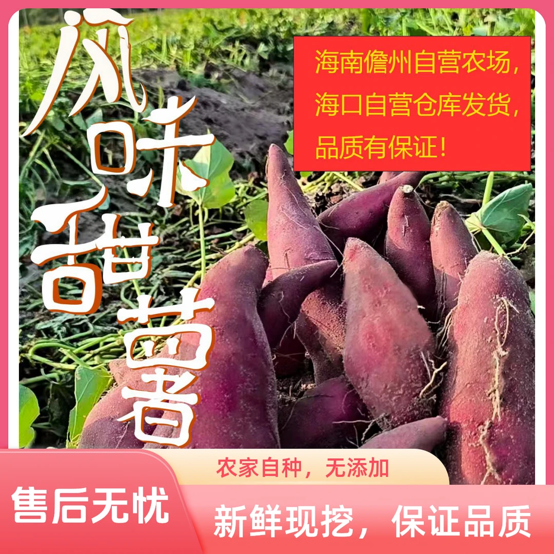 正宗海南儋州高系14地瓜