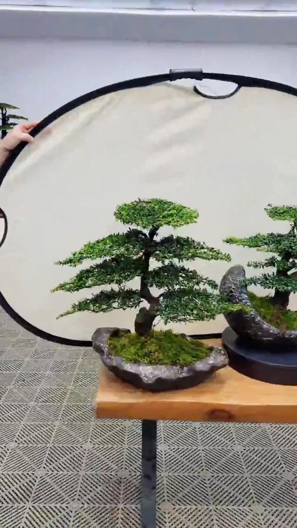 无花朵造型盆景一物一拍