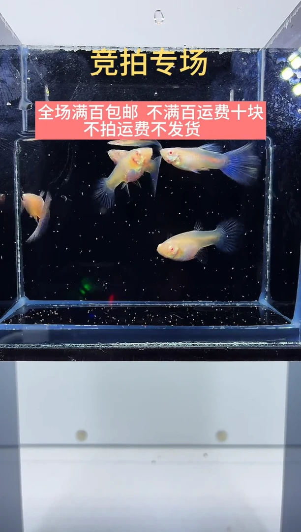 孔雀鱼超白紫尾三对-97