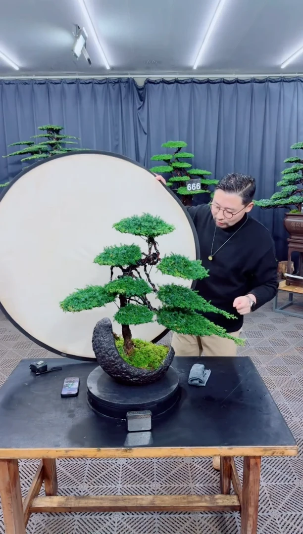 无花朵盆景.....