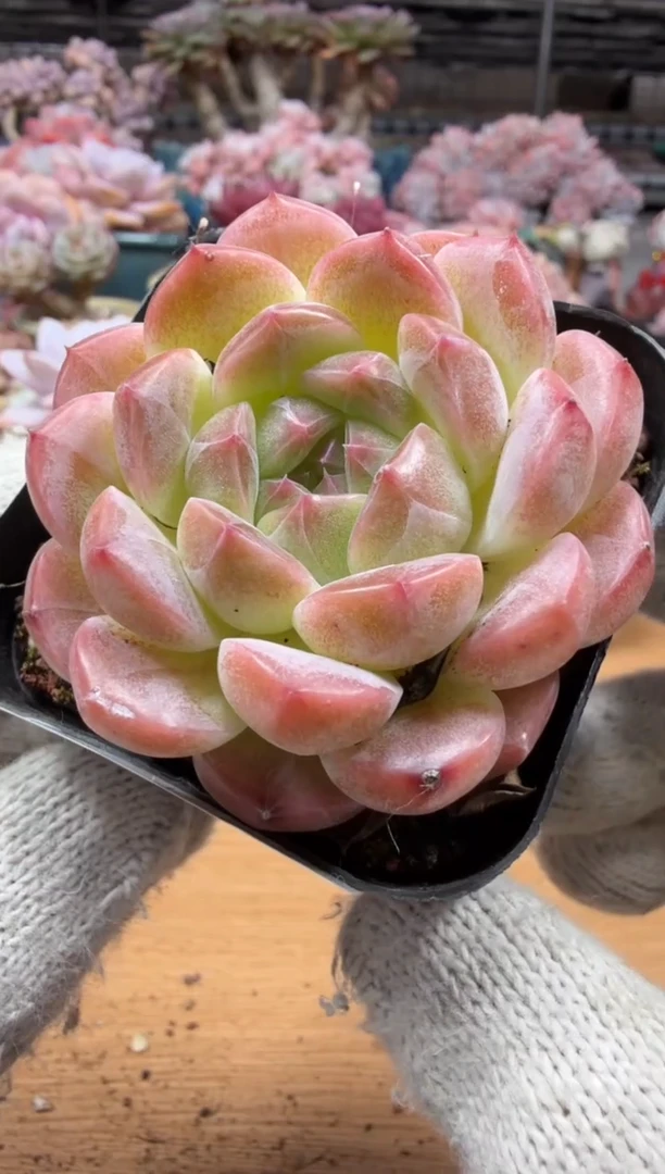 东云多肉园三店-182