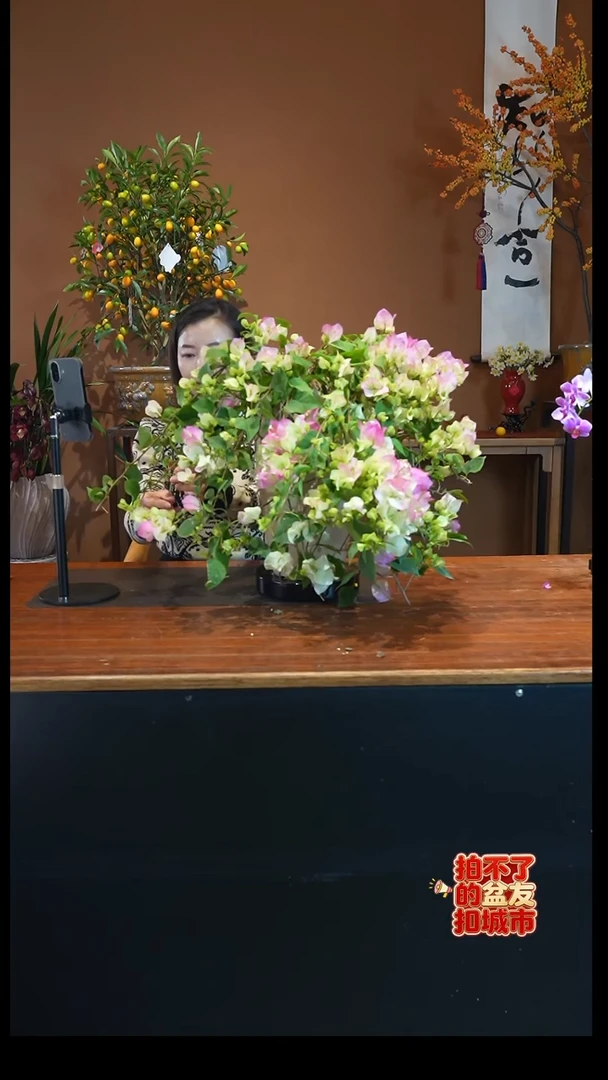 全部花朵绿樱三角梅