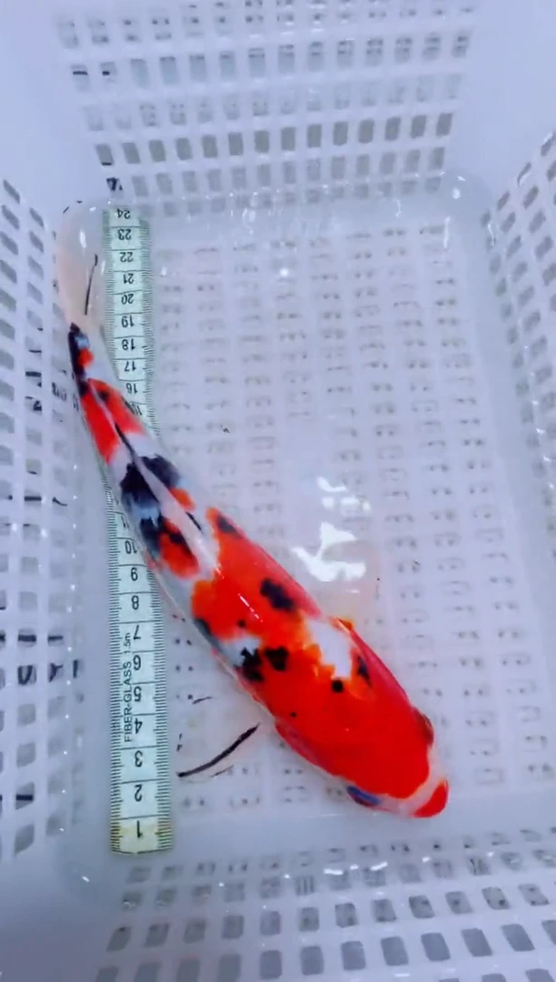 锦鲤锦鲤一物一拍包邮54