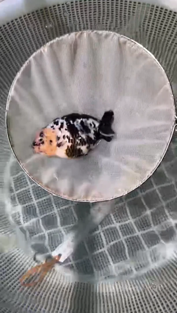 狮头鱼精品兰寿一条