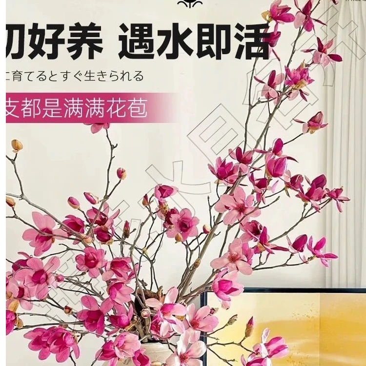【遇水开花】水培植物白玉兰紫玉兰鲜花鲜切花带花苞室内好养绿植