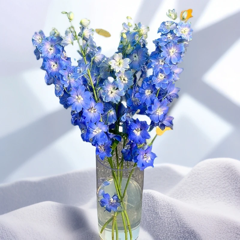 【AAA蓝色妖姬大飞燕】高品质大飞燕首选色，大鸡毛掸子，杆子长粗