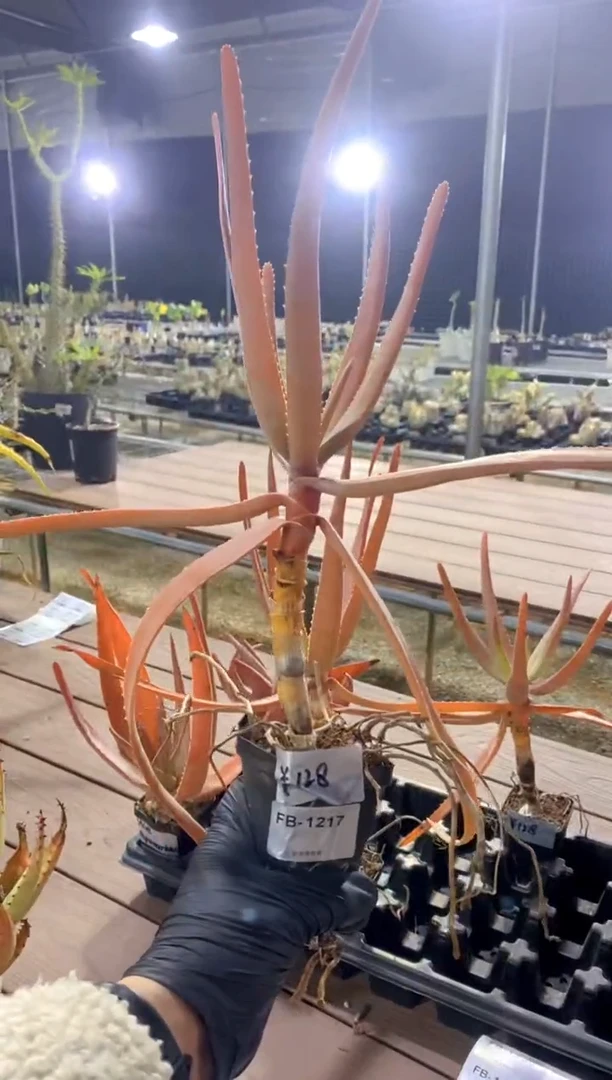 【闪购商品】原生芦荟FB-1217