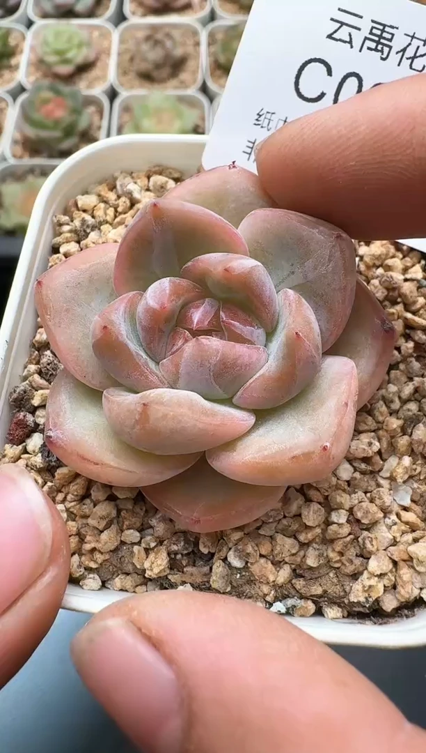 674C云禹多肉植物 带盆土纸巾打包 3颗包邮
