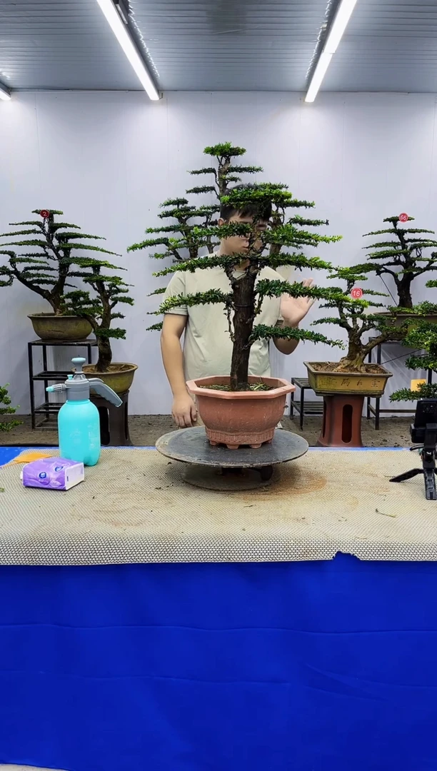 无花朵一物一拍，所见即所得