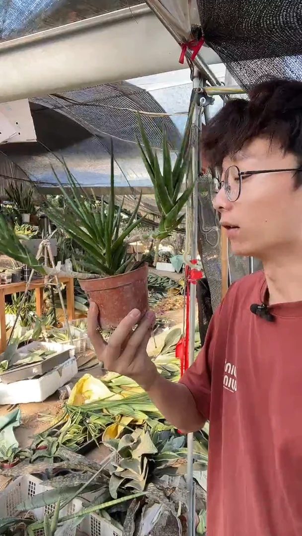 狐狸尾脱土12..8