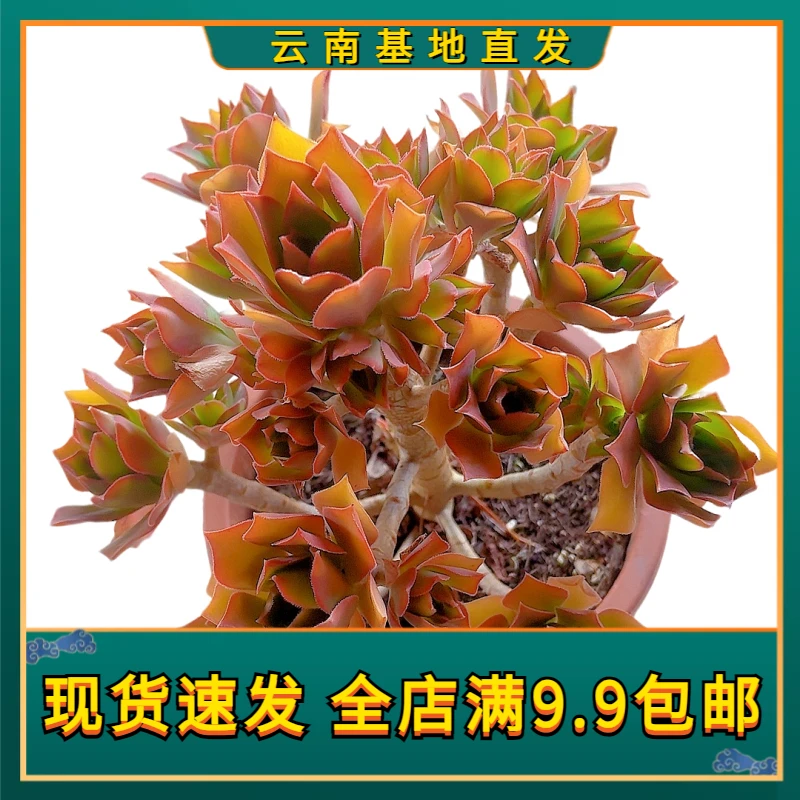 【众赞曲法师】【满9.9包邮】星花怒放 仙人球多肉植物栽种养护黄色