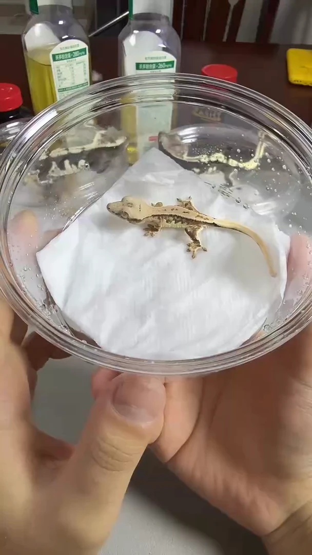 睫角守宫捷角守宫莉莉白