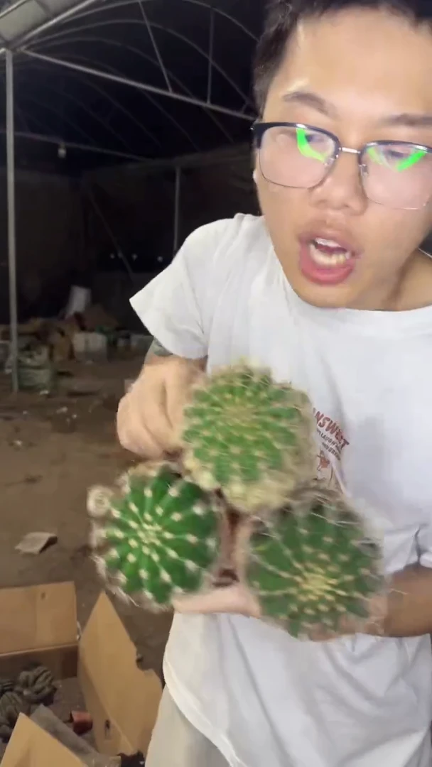 3颗 实生根 席克氏彩草 7-10cm