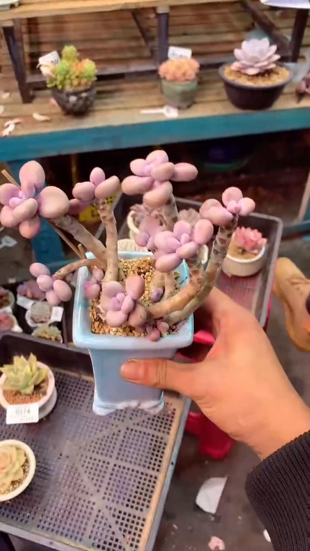 花****愛0575 模特区
