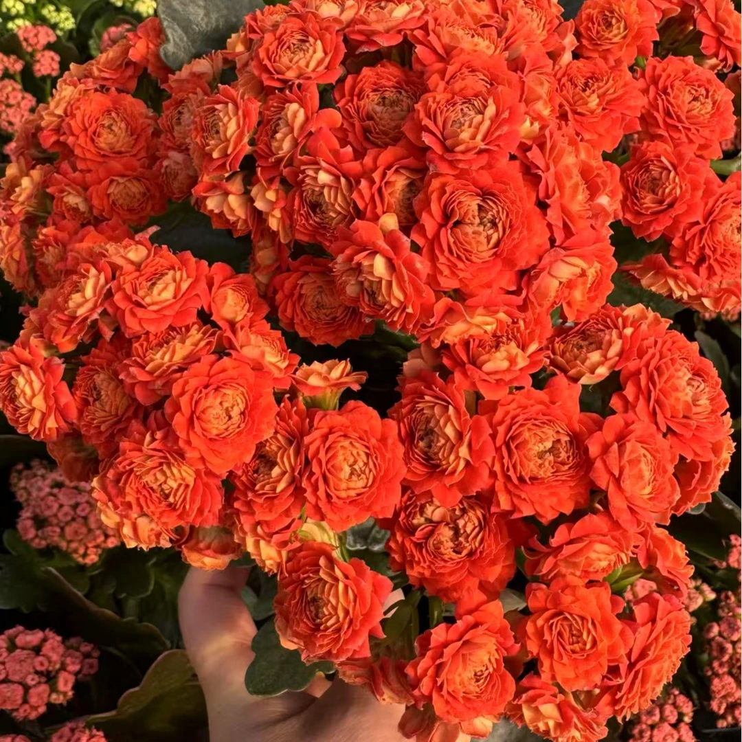 凤栖梧桐长寿花盆栽重瓣大花带花苞花苗四季室内开花好养花卉植物