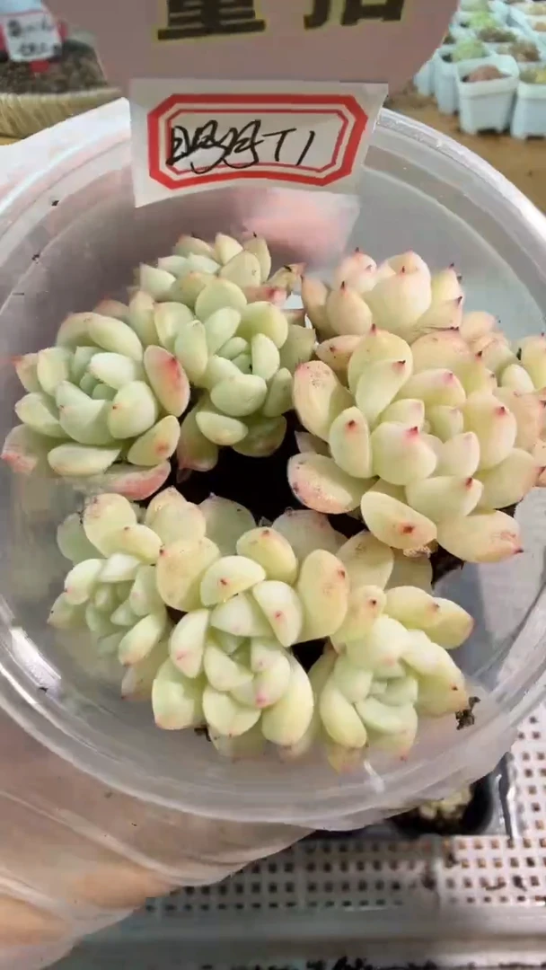 明月T1/3头  3颗量拍混发 满9.9包邮