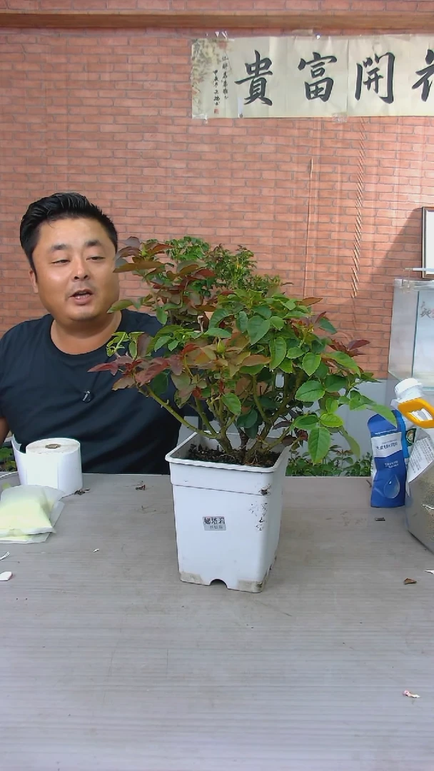 当前无花朵，栽培后可花朵娜塔莉