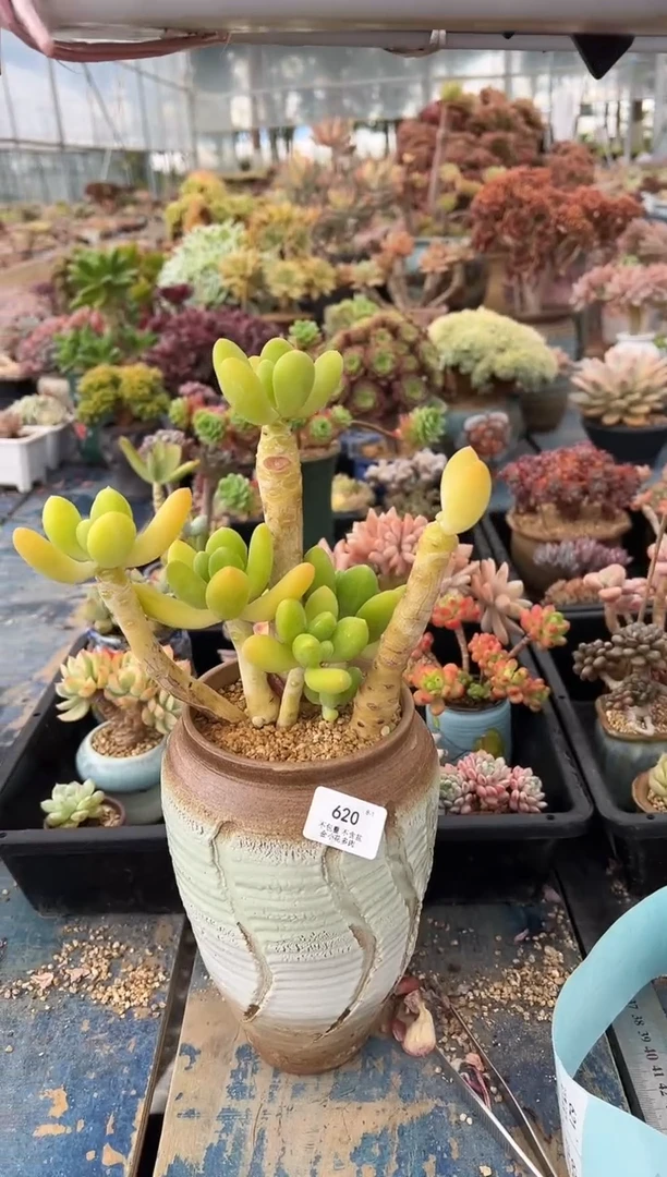 悬****洞620          不带盆