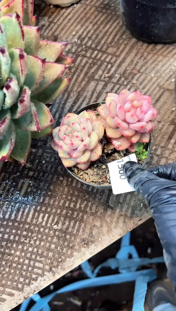 时**一多肉植物一物一拍01500