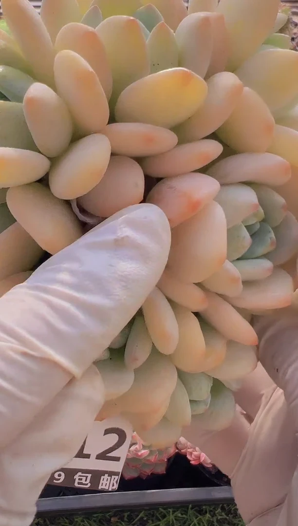 【闪购商品】信福多肉一物一拍