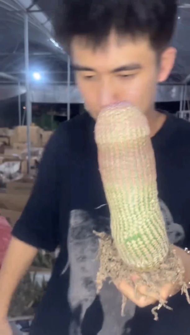 大单头 红太阳【带根】