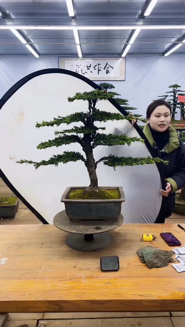 【闪购商品】高端盆景一物一拍，所见即所得