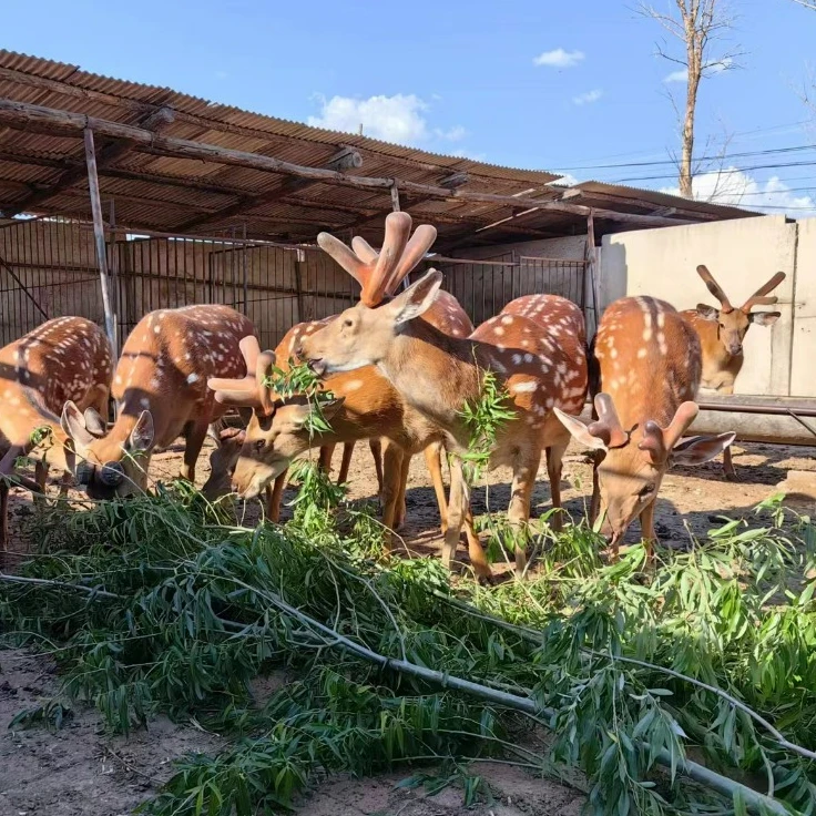 鹿茸小营养 鹿场直销  以直播间实物为准