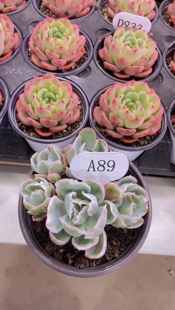 【闪购商品】A89-伯克利锦老桩5头脱土发