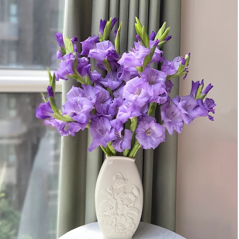 【莫吉托AK】紫色剑兰10枝 基地直发 | 全场鲜花任意两单包邮