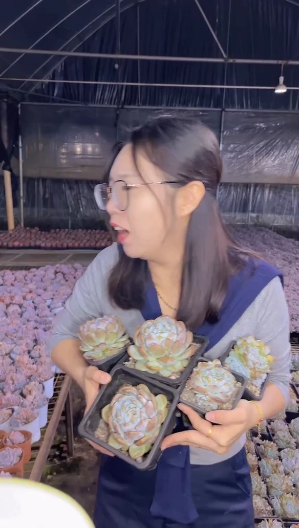 90方盆梦露5颗   5