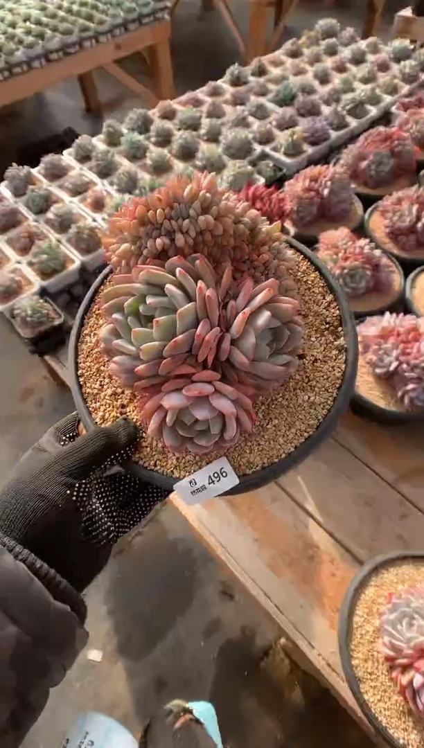 496韩橙多肉植物一物一拍