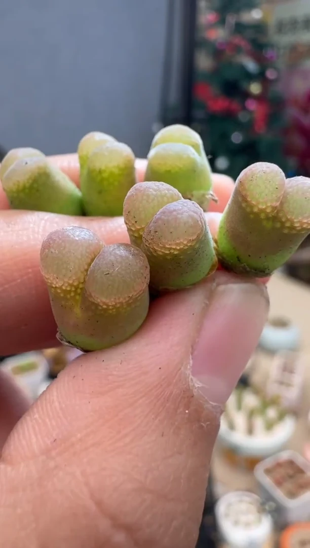 【闪购商品】25-24红颜一颗