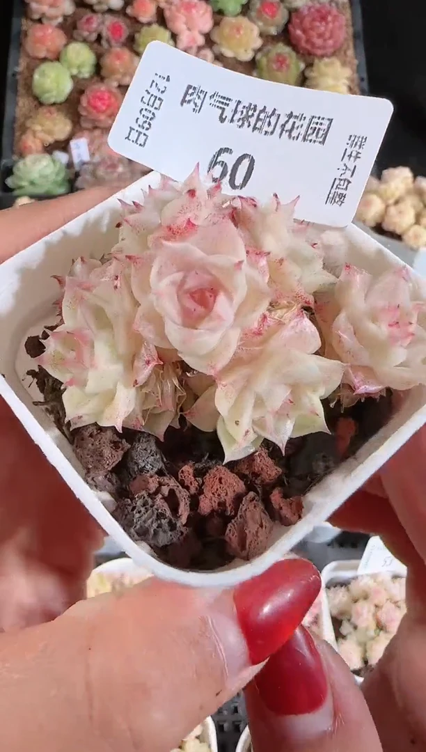 1209-60多肉群生不包整