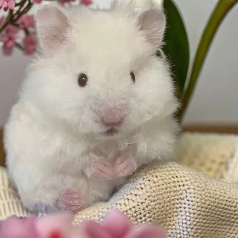 家养直毛卷毛金丝熊宠物活体温顺可爱好上手藤盒运输