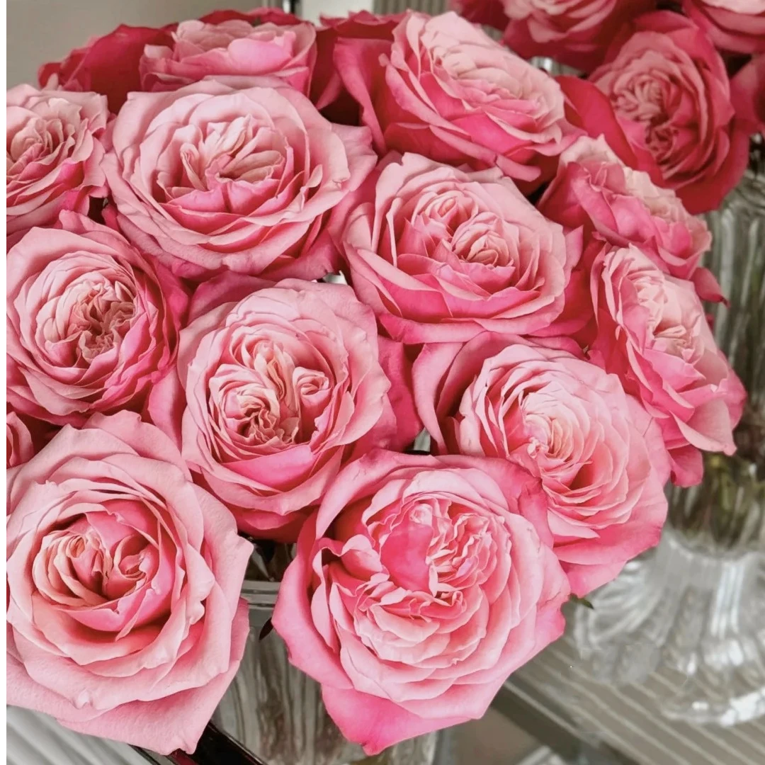 【花之物语】闺蜜玫瑰云南基地直发高档鲜切花 包邮