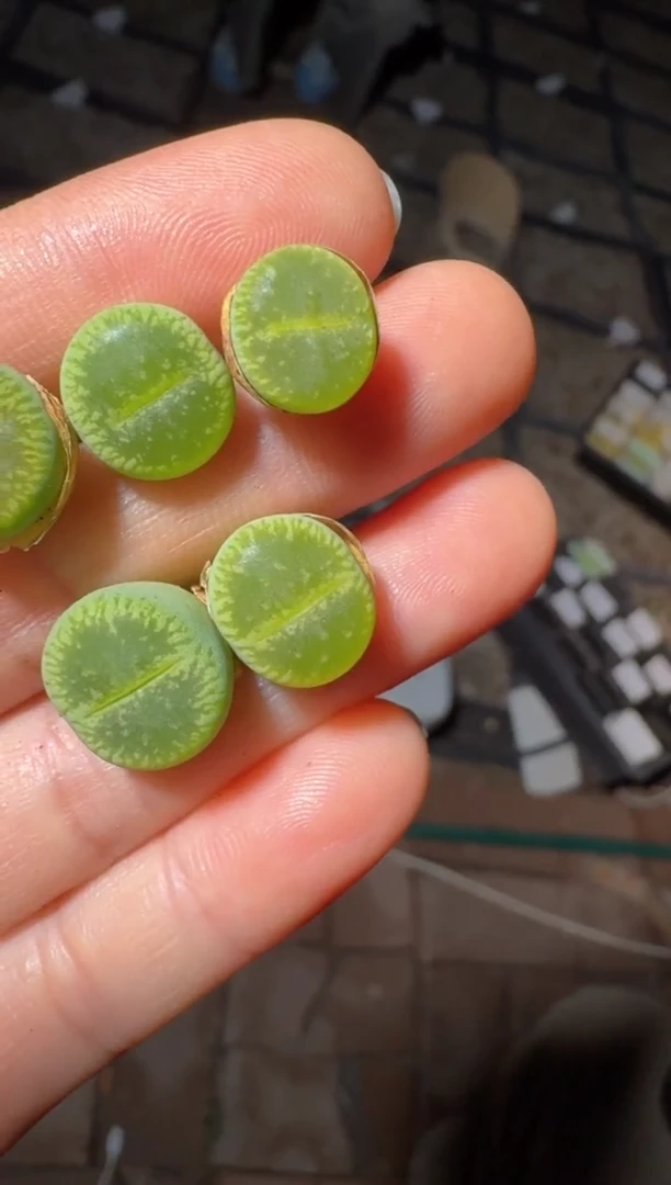 144多肉植物肉锥绿光阳一颗