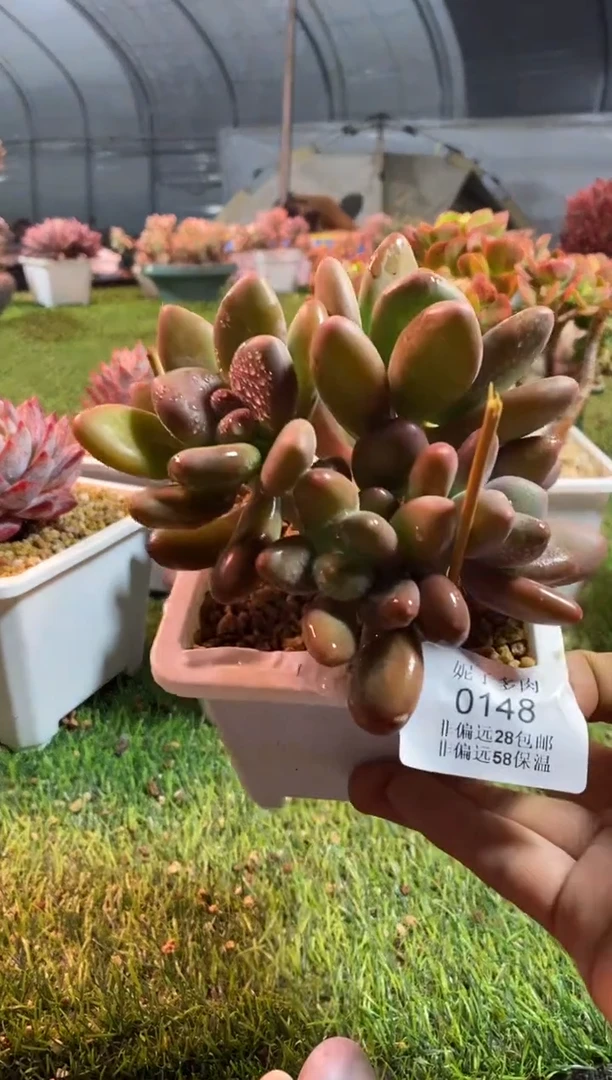 【闪购商品】0148a