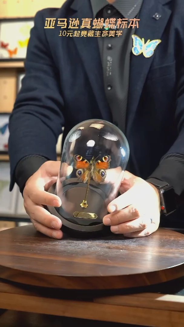 孔雀蛱蝶小号玻璃罩