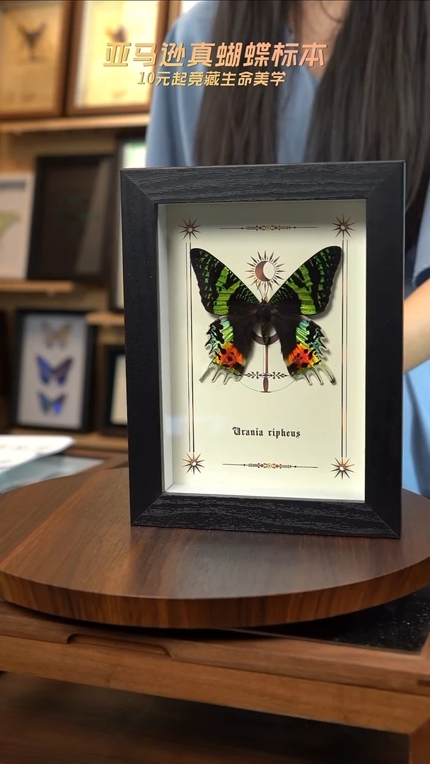 太阳蛾图腾款7寸竖框