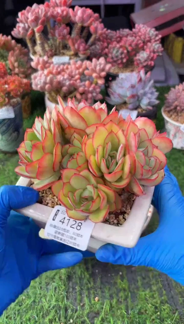 昆明印象多肉4128