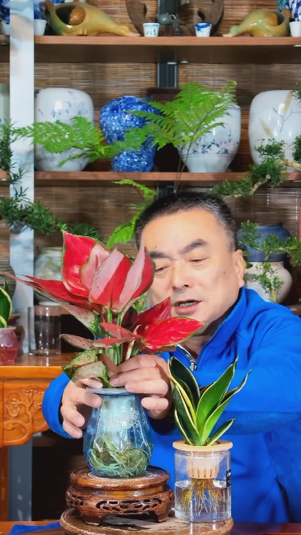 无花朵在*端水之韵水培如意+荷花兰