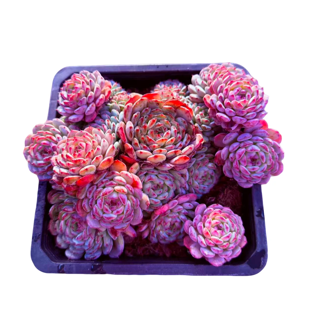 白胖子精品多肉  新手好养 满19.9包邮以直播间标准发货精选精养