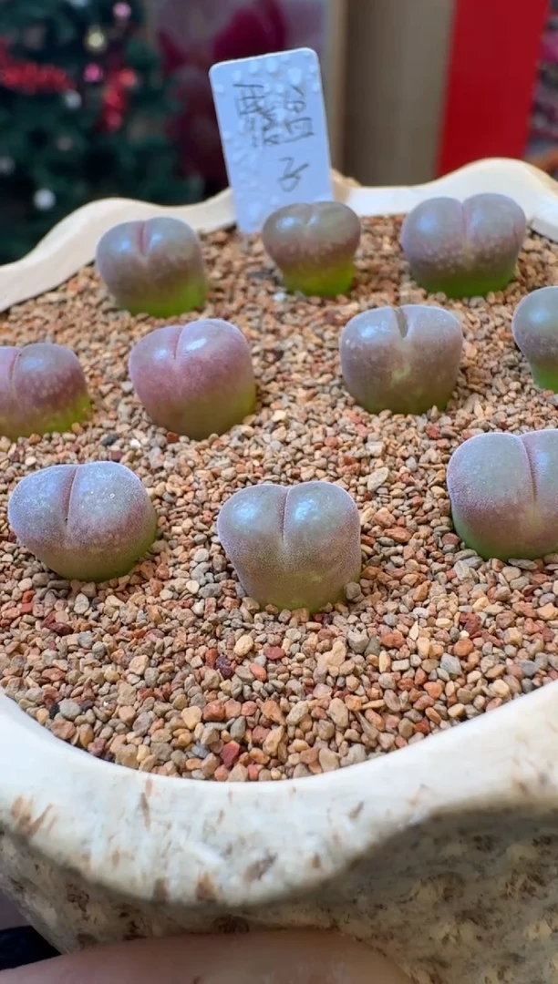 【闪购商品】1-34覆盆子一颗