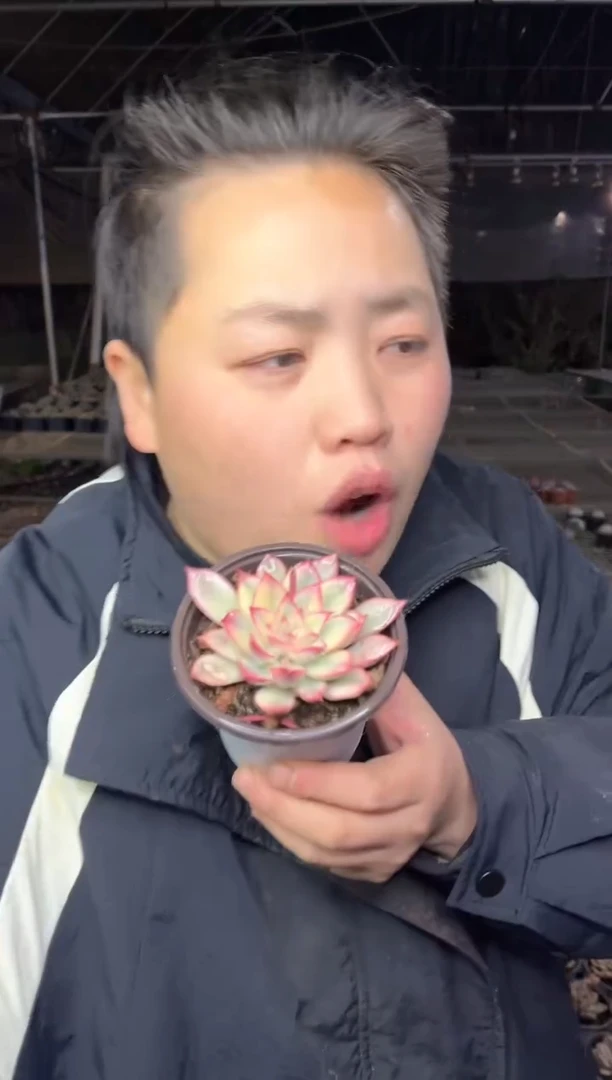 【闪购商品】11-月光女神锦带盆土4.8