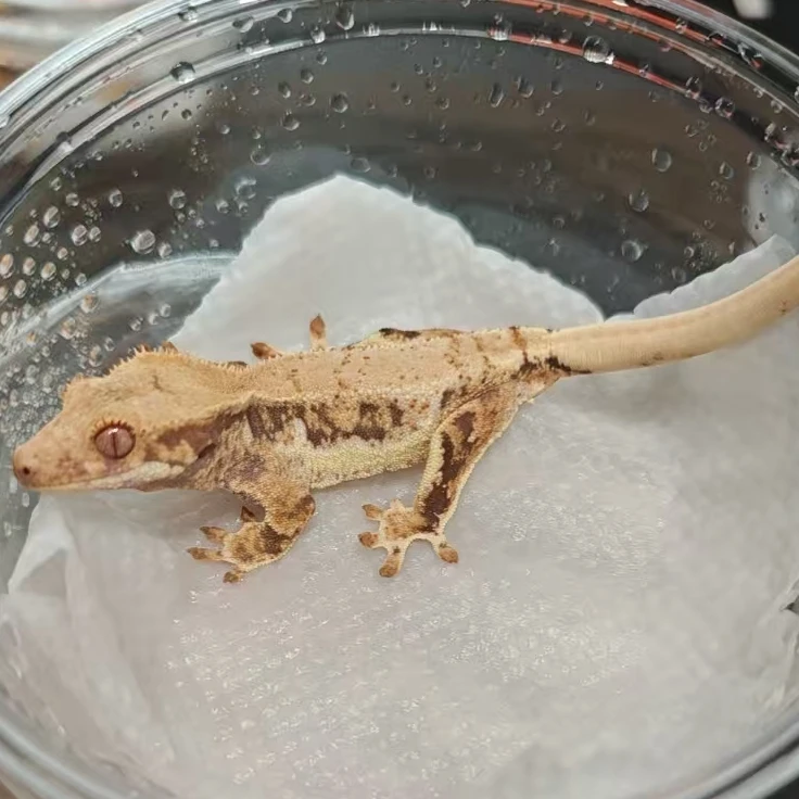 55号睫角守宫莉莉白