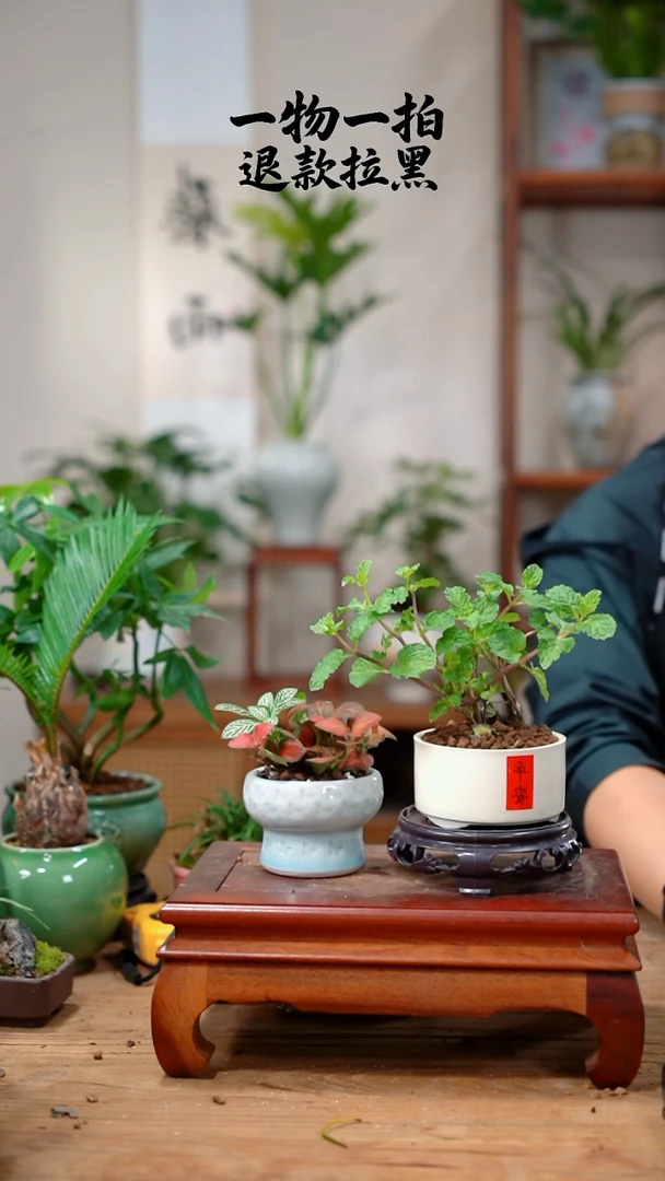 完全开放一****念026网纹草+薄荷