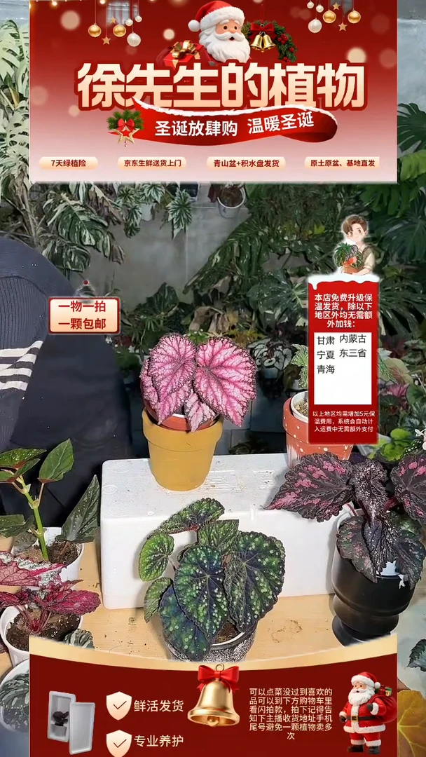 完全开放泡泡裙秋海棠