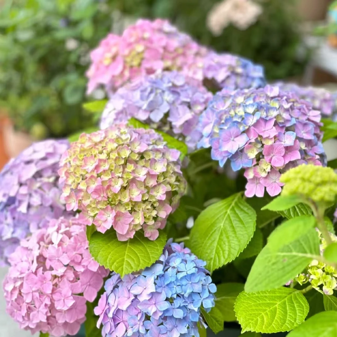 【嘉遇】新手必备 姹紫嫣红 爆款高盆5加盆栽花卉  庭院阳台